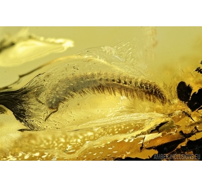 Millipede, Diplopoda. Fossil inclusion in Baltic amber #7971