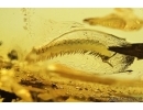 Millipede, Diplopoda. Fossil inclusion in Baltic amber #7971