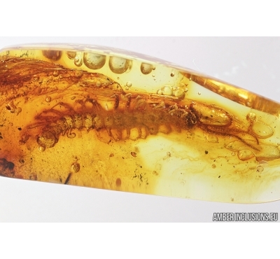 Big 16mm! Centipede, Lithobiidae. Fossil insect in Baltic amber #7972