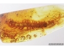 Big 16mm! Centipede, Lithobiidae. Fossil insect in Baltic amber #7972