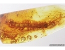 Big 16mm! Centipede, Lithobiidae. Fossil insect in Baltic amber #7972