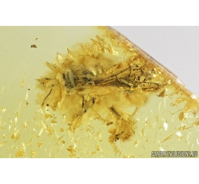 Rare Honey Bee, Apoidea. Fossil insect in Baltic amber #7973