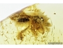 Rare Honey Bee, Apoidea. Fossil insect in Baltic amber #7973