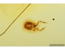 Nice Pseudoscorpion. Fossil inclusion in Baltic amber #7974