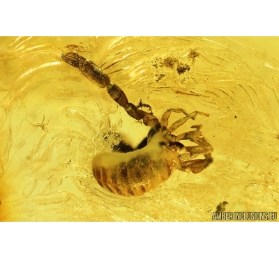 Pseudoscorpion and Spider. Fossil inclusions in Baltic amber #7975