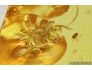 Pseudoscorpion and Spider. Fossil inclusions in Baltic amber #7975