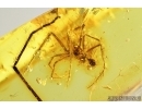 Spider, Araneae. Fossil inclusion in Baltic amber stone #7977