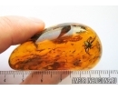 Very Nice, Big 15mm Spider, Araneae. Fossil inclusion in Baltic amber stone #7978