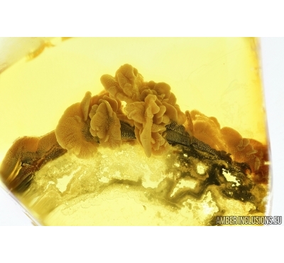 Unknown inclusion, probably mushrooms! in Baltic amber #7980