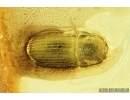 Very Rare Scarab beetle, Scarabaeidae. Fossil insect in Baltic amber #7984