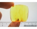 Very Rare Scarab beetle, Scarabaeidae. Fossil insect in Baltic amber #7984