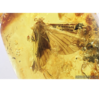 Very nice, big Planthopper, Achilidae. Fossil insect in Baltic amber #7996