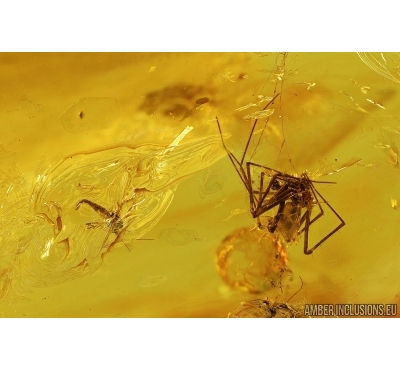 Spider in Spider Web and Gnat. Fossil inclusions in Baltic amber stone #8005