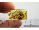 Spider, Araneae. Fossil inclusion in Baltic amber stone #8006