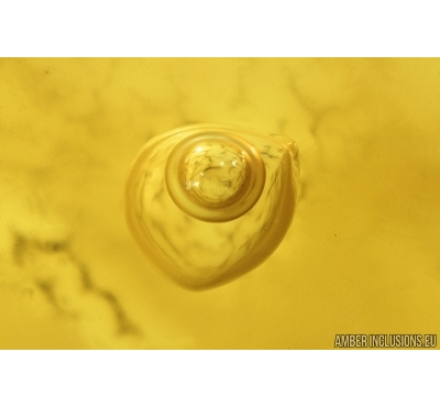 Running air in water bubble. Inclusion in Baltic amber #8011