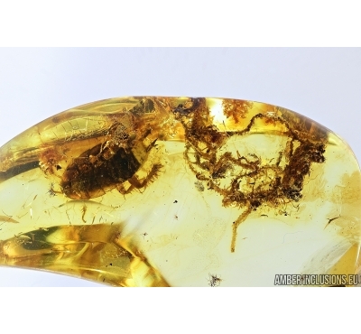 Moss and Cockroach, Blattaria. Fossil inclusions in Baltic amber #8015