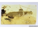 Leaf and Long-legged fly Dolichopodidae. Fossil inclusions in Baltic amber #7017