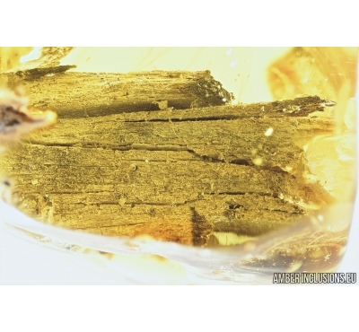 Big 25mm! Wood fragment. Fossil inclusion in Baltic amber #8018