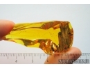 Big 25mm! Wood fragment. Fossil inclusion in Baltic amber #8018