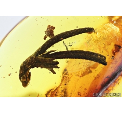 Extremely Rare, Very Nice Plant. Fossil inclusion in Baltic amber #8033