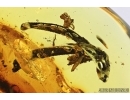 Extremely Rare, Very Nice Plant. Fossil inclusion in Baltic amber #8033