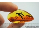 Extremely Rare, Very Nice Plant. Fossil inclusion in Baltic amber #8033