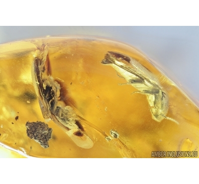 Two Click beetles Elateroidea, Spider Beetle Ptinidae, Oak Flower and More. Fossil inclusions in Baltic amber #8039