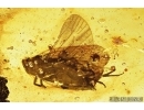 Planthopper, Cicada and Caddisfly, Trichoptera . Fossil insects in Baltic amber #8044