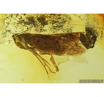 Nice , Planthopper, Cicada. Fossil insect in Baltic amber #8047