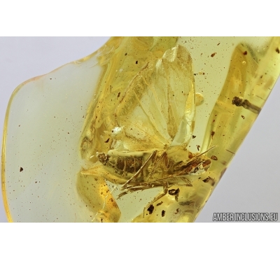 Very nice Planthopper, Cicada. Fossil insect in Baltic amber #8048