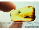Psocid Psocoptera. Fossil insect in Baltic amber #8050