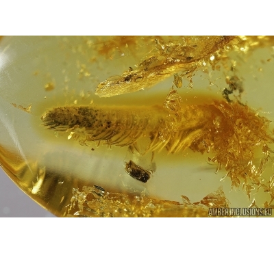 Millipede, Diplopoda. Fossil inclusion in Baltic amber #8053