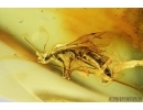 Winged Ant, Hymenoptera. Fossil inclusion in Baltic amber #8054