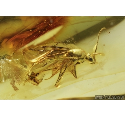 Winged Ant, Hymenoptera. Fossil inclusion in Baltic amber #8054