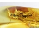 Winged Ant, Hymenoptera. Fossil inclusion in Baltic amber #8054