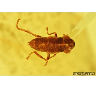  Leafhopper nymph Cicadellidae. Fossil insect in Ukrainian Rovno amber stone #8055R