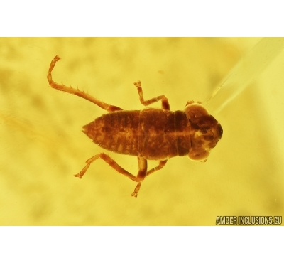  Leafhopper nymph Cicadellidae. Fossil insect in Ukrainian amber stone #8055R