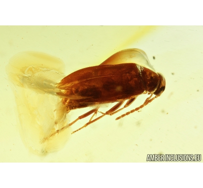 False Flower Beetle, Scraptiidae, Scraptia and Cicadina . Fossil insects in Baltic amber #8056