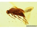 False Flower Beetle, Scraptiidae, Scraptia and Cicadina . Fossil insects in Baltic amber #8056