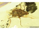 False Flower Beetle, Scraptiidae, Scraptia and Cicadina . Fossil insects in Baltic amber #8056