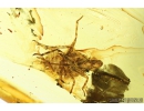 False Flower Beetle, Scraptiidae, Scraptia and Cicadina . Fossil insects in Baltic amber #8056