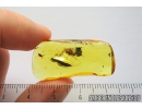 False Flower Beetle, Scraptiidae, Scraptia and Cicadina . Fossil insects in Baltic amber #8056