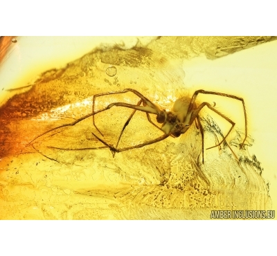Spider, Araneae. Fossil inclusion in Baltic amber stone #8058