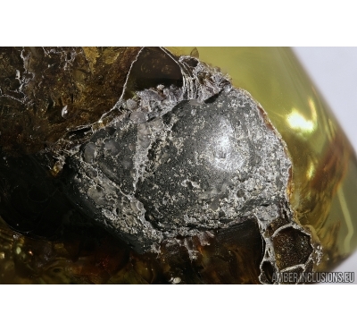 Big 25 mm! Pyrite Cluster. Fossil inclusion in Baltic amber #8069