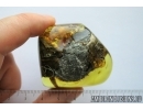Big 25 mm! Pyrite Cluster. Fossil inclusion in Baltic amber #8069