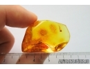 Very Nice Air Bubble. Fossil inclusion in Baltic amber #8070