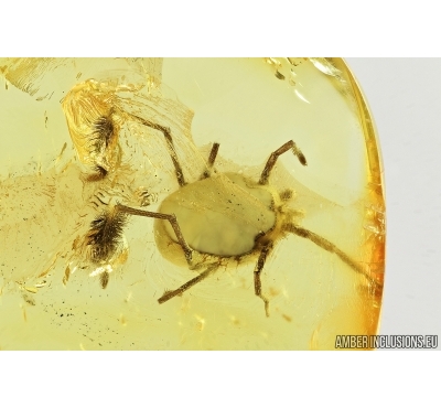 Very rare Mite, Erythraeidae, Eatoniana. Fossil insect in Baltic amber #8071