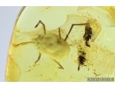 Very rare Mite, Erythraeidae, Eatoniana. Fossil insect in Baltic amber #8071