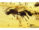 Proctotrupid Wasp Proctotrupidae and Thrips. Fossil inclusions in Baltic amber #8077