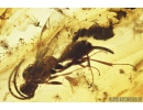 Proctotrupid Wasp Proctotrupidae and Thrips. Fossil inclusions in Baltic amber #8077